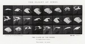 Eadweard Muybridge: The Flight of Birds (s/h-billede) af Eadweard Muybridge