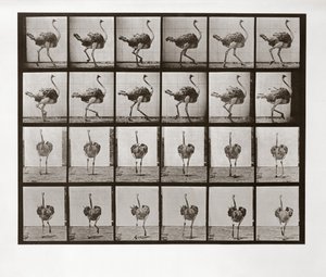 Strudseløb, plade 772 fra Animal Locomotion, 1887 af Eadweard Muybridge