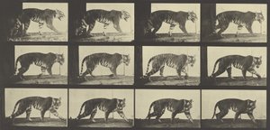 Tiger Walking, plade 729 fra Animal Locomotion, 1887 af Eadweard Muybridge