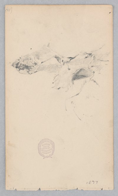 Tiger skin tæppe af Robert Frederick Blum