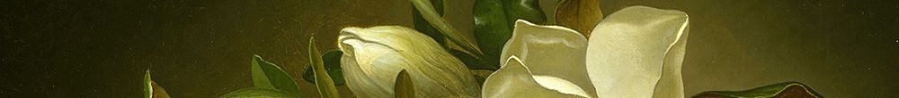 Magnolias på Gold Velvet Cloth (Martin Johnson Heade)